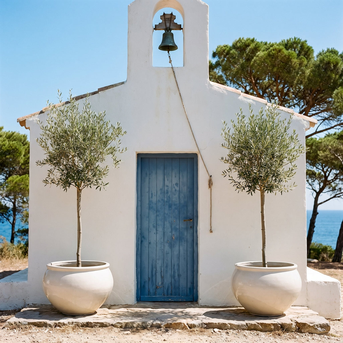 Round LUTECE planter 86x64 cm in Cream glazed ceramic, two olive trees in front of a chapel