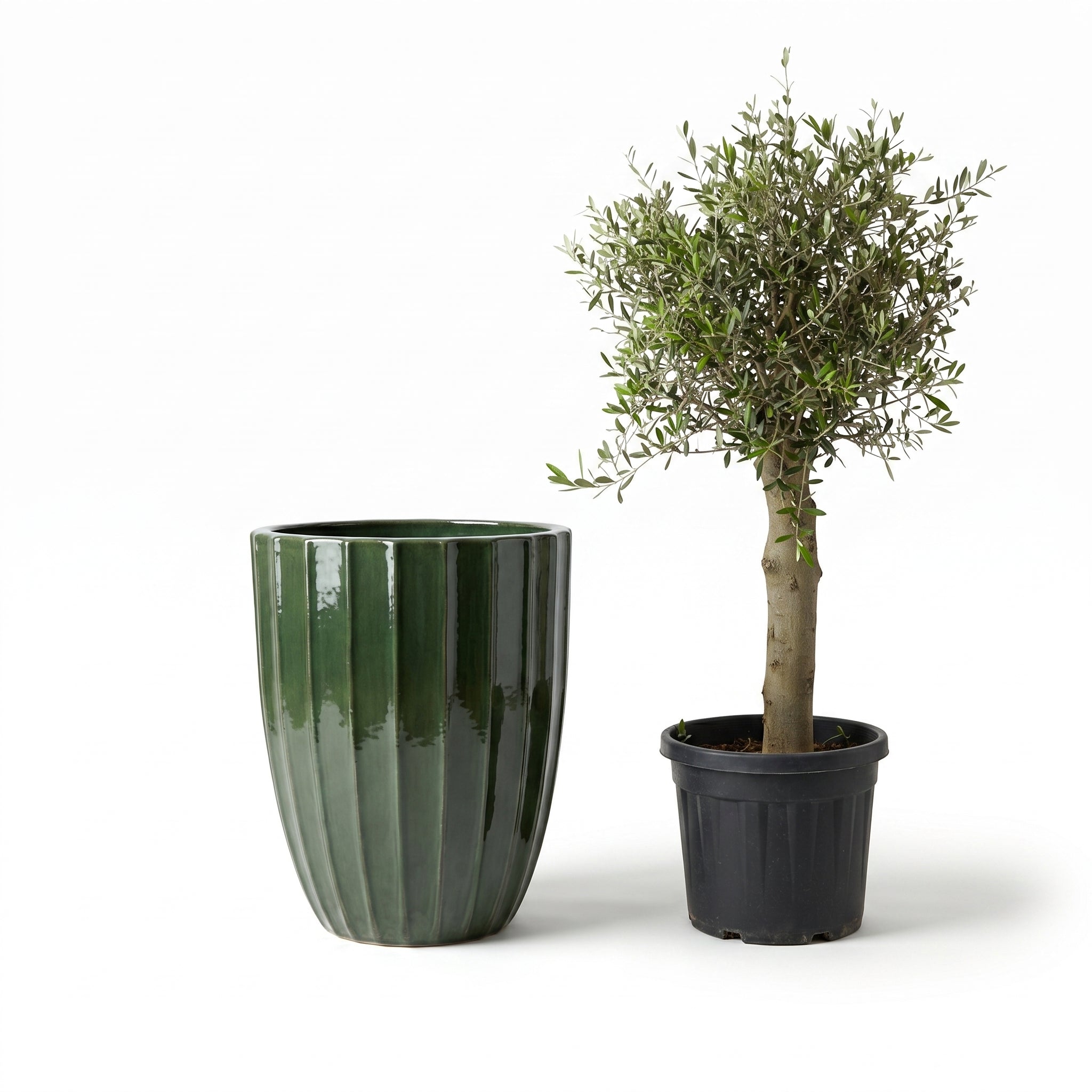 Lot olivier + pot HUGO 55x71cm vert jungle
