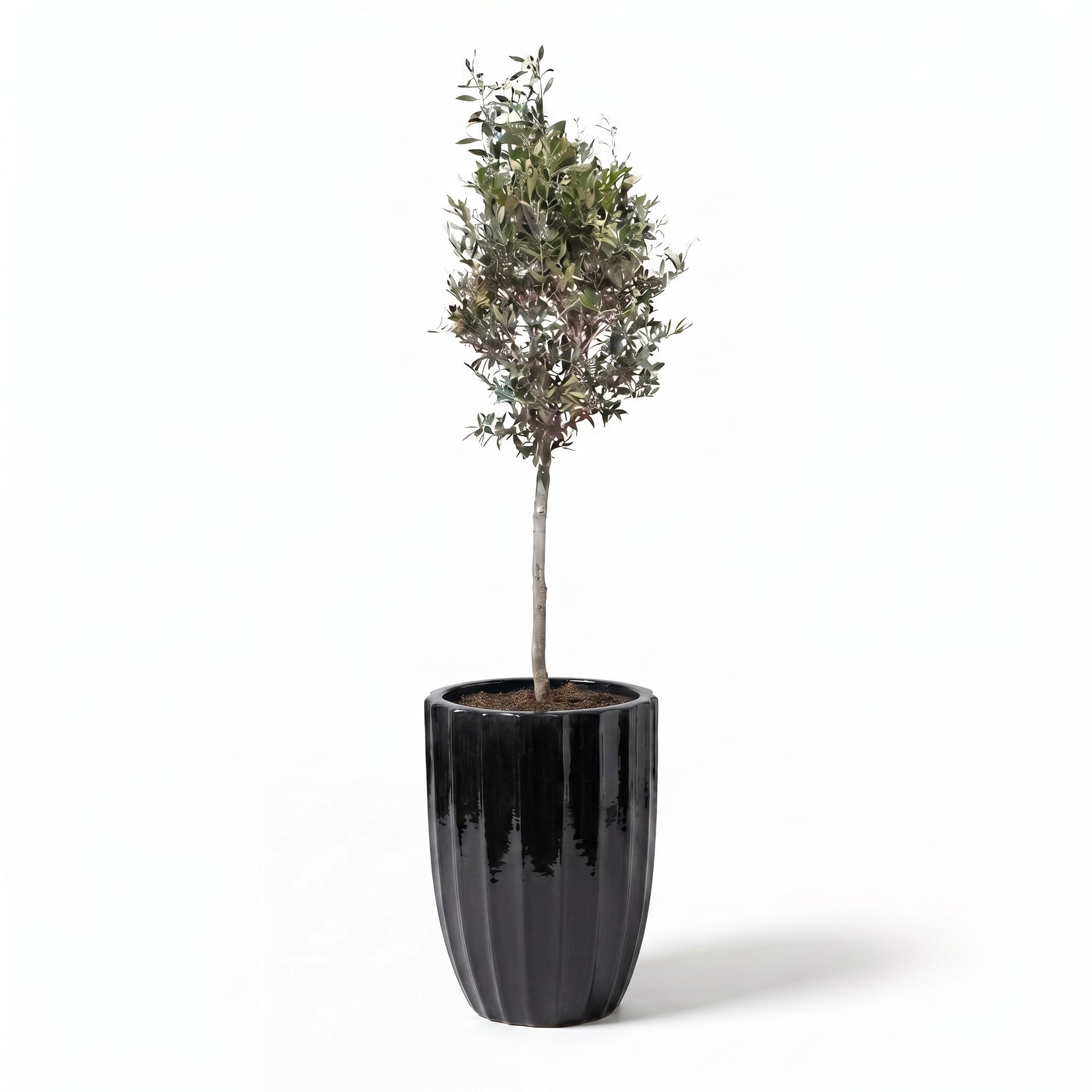 Lot olivier + pot HUGO 44x59cm noir