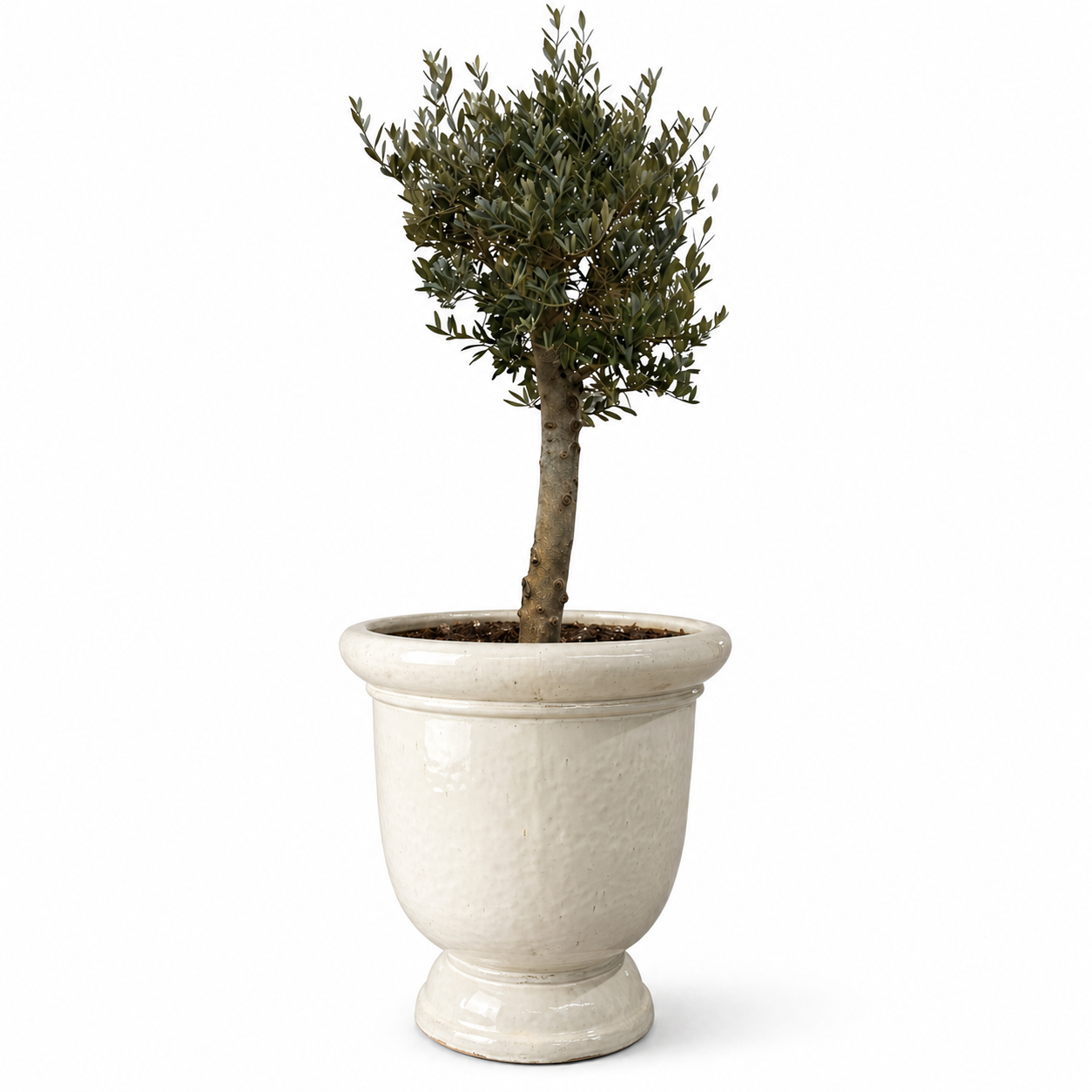 Lot olivier + pot TITAN 72x75cm crÚme, pot de grande taille d'extérieur fait main en terre cuite émaillée, résistant au gel