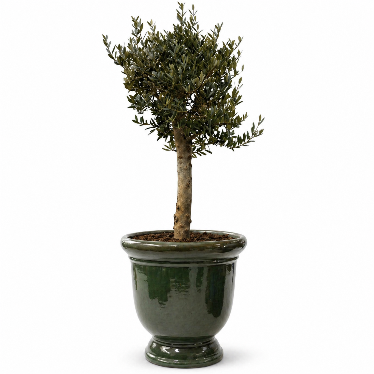 Lot olivier + pot TITAN 72x75cm vert tropical, fait main en terre cuite émaillée