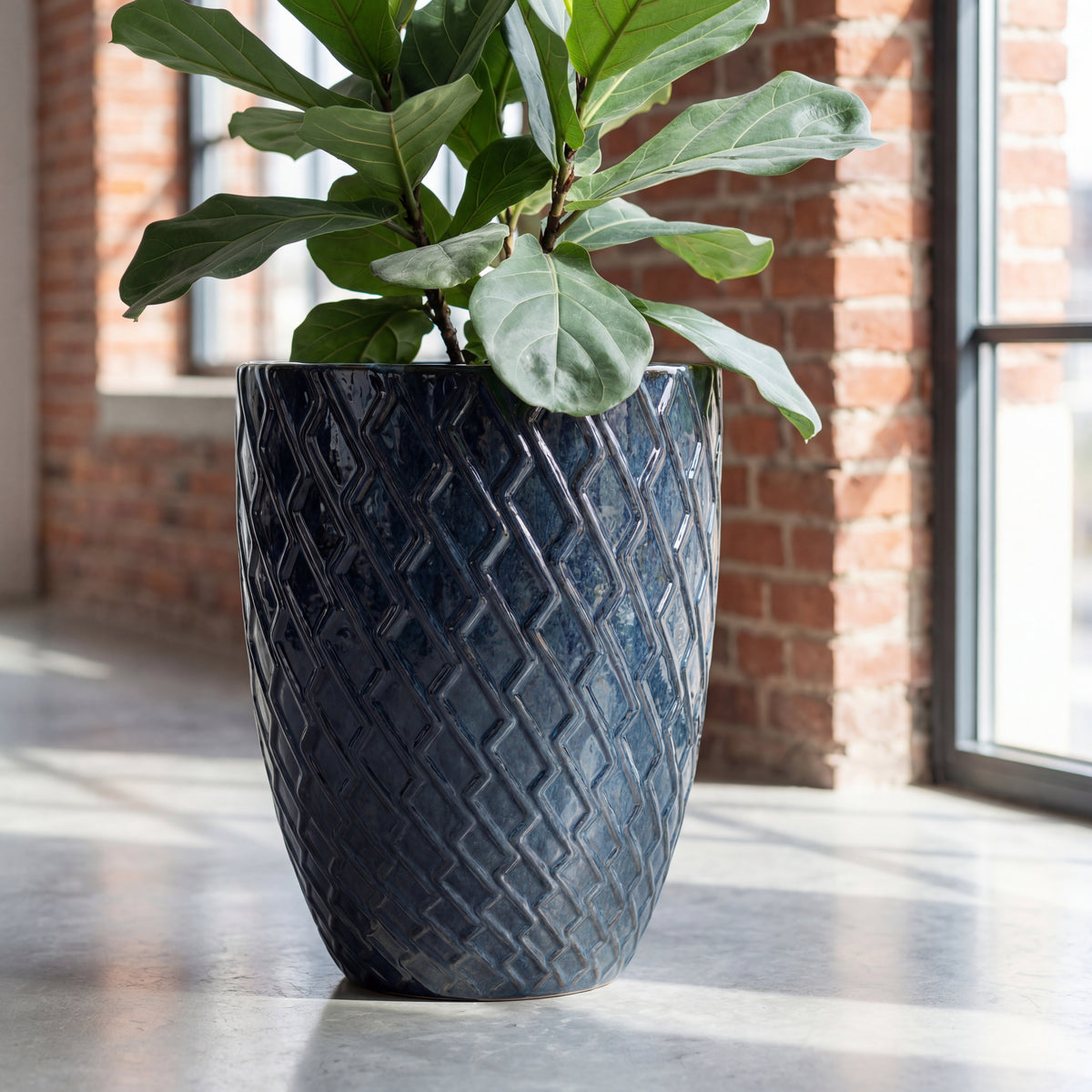 Pot Zeus saphir en terre cuite émaillée, avec un ficus en intérieur
