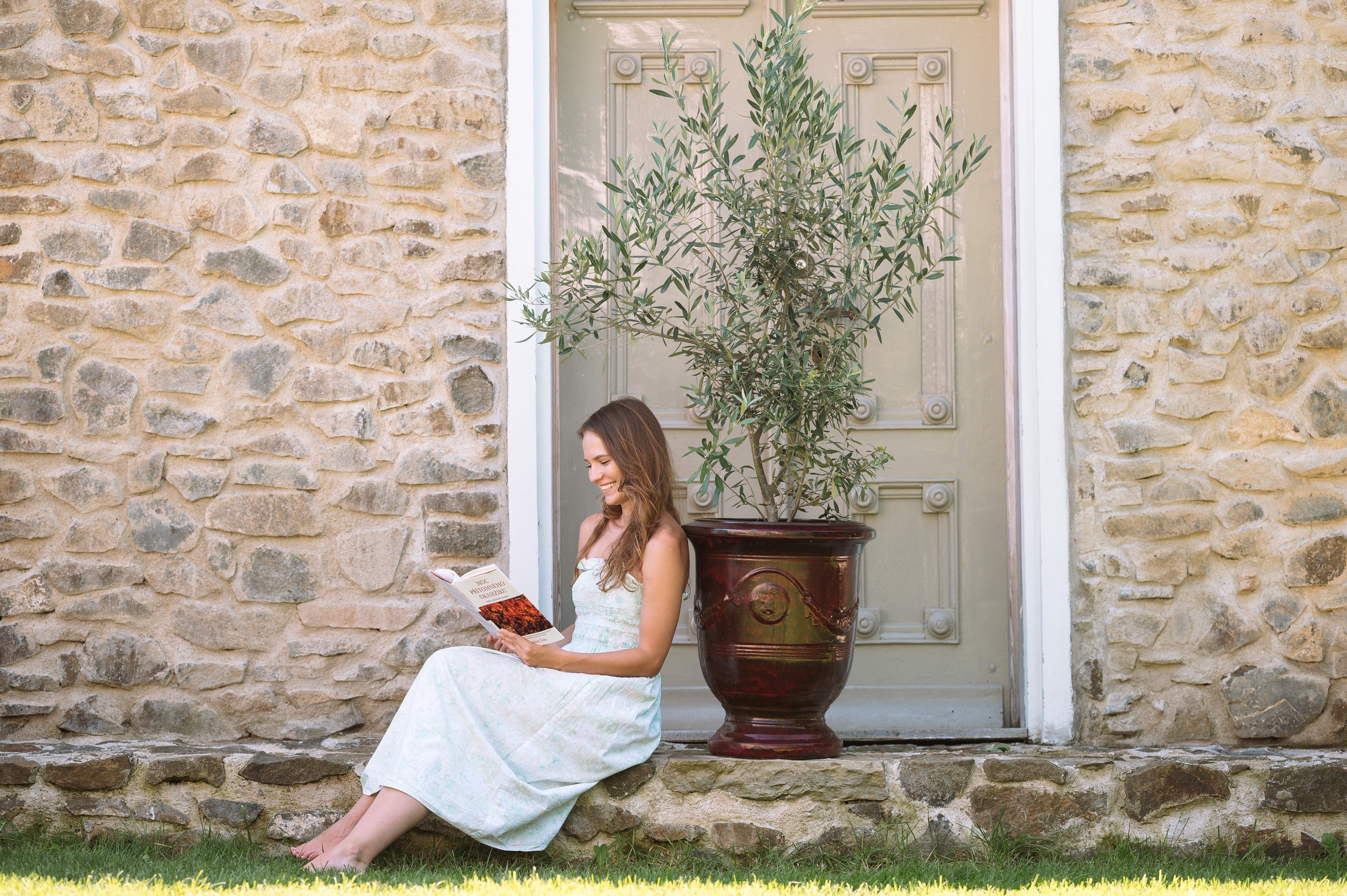Les oliviers : un symbole méditerranéen pour votre terrasse ou balcon