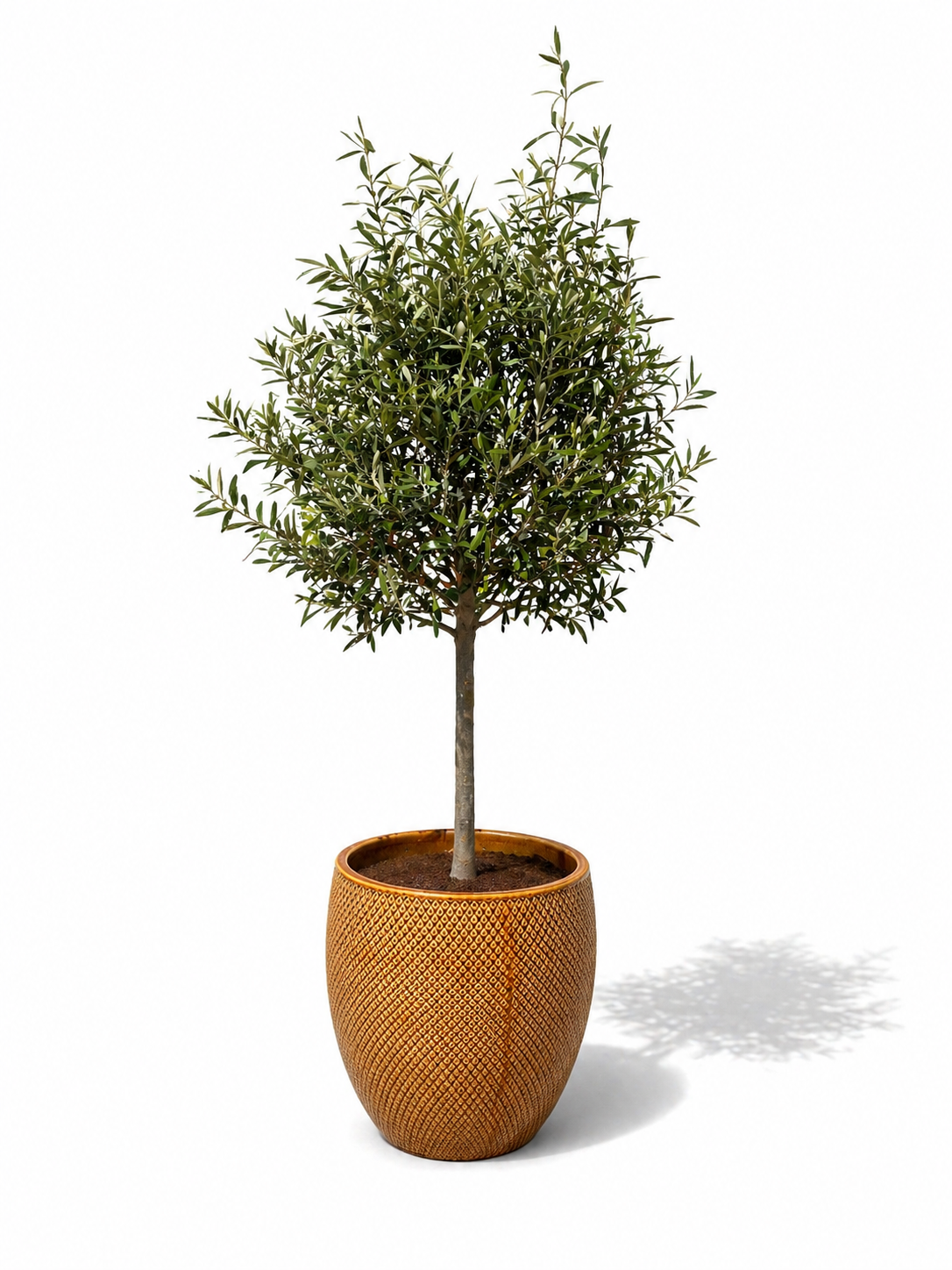 Lot olivier + pot SIGNAC 48x52cm miel, fait main en terre cuite émaillée