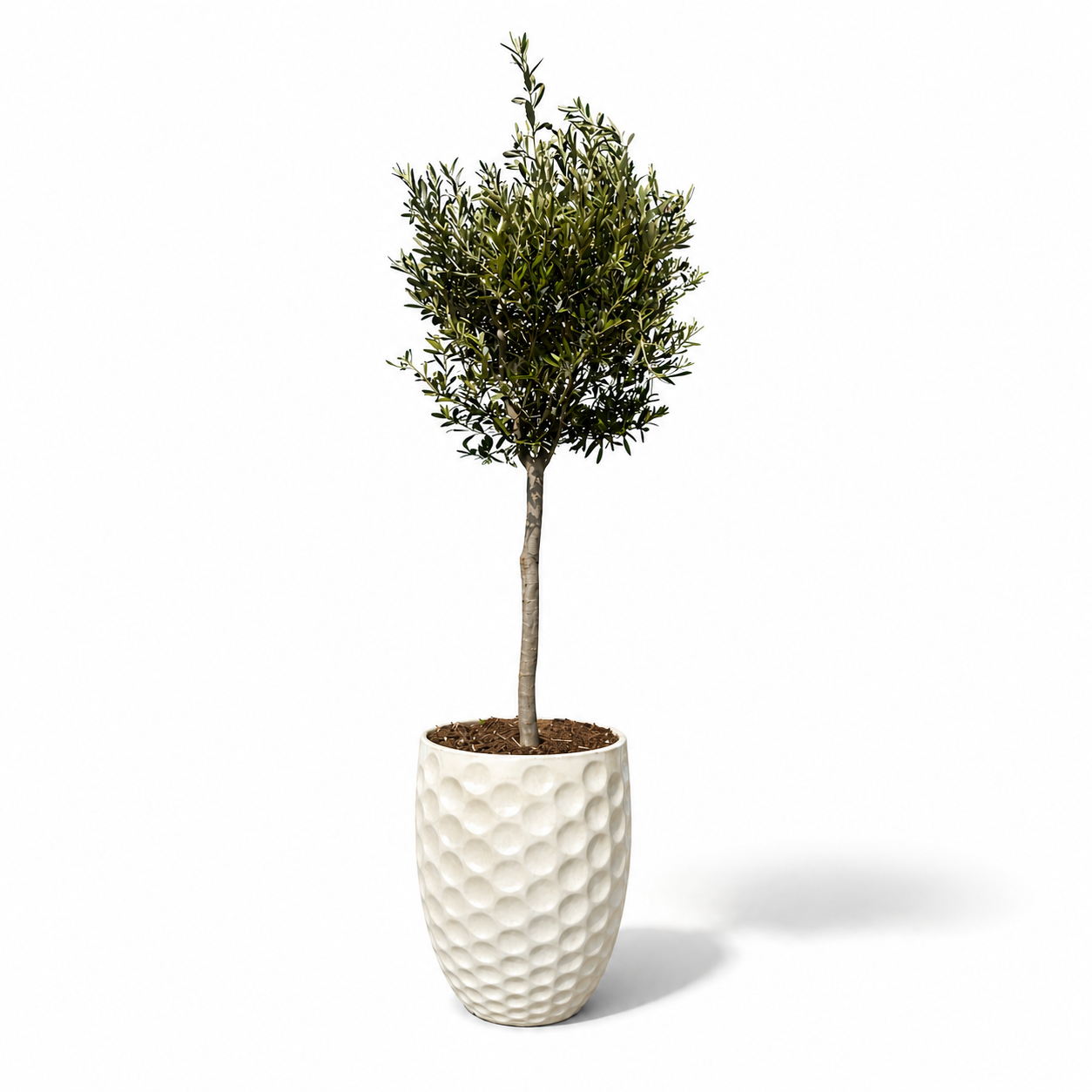 Lot olivier + pot MEROVEE 42x55cm crème