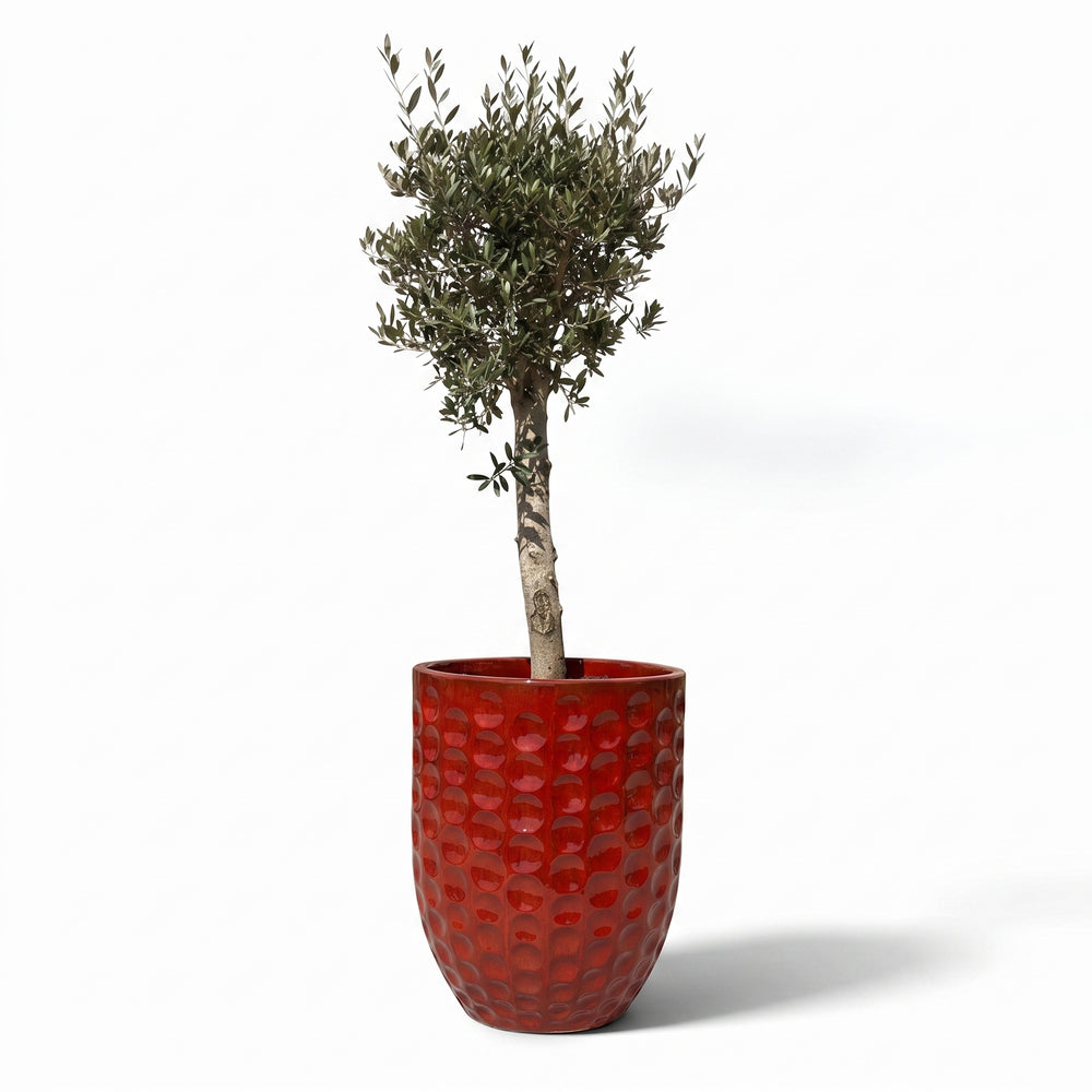 Lot olivier + pot MEROVEE 55x65cm rouge tropical