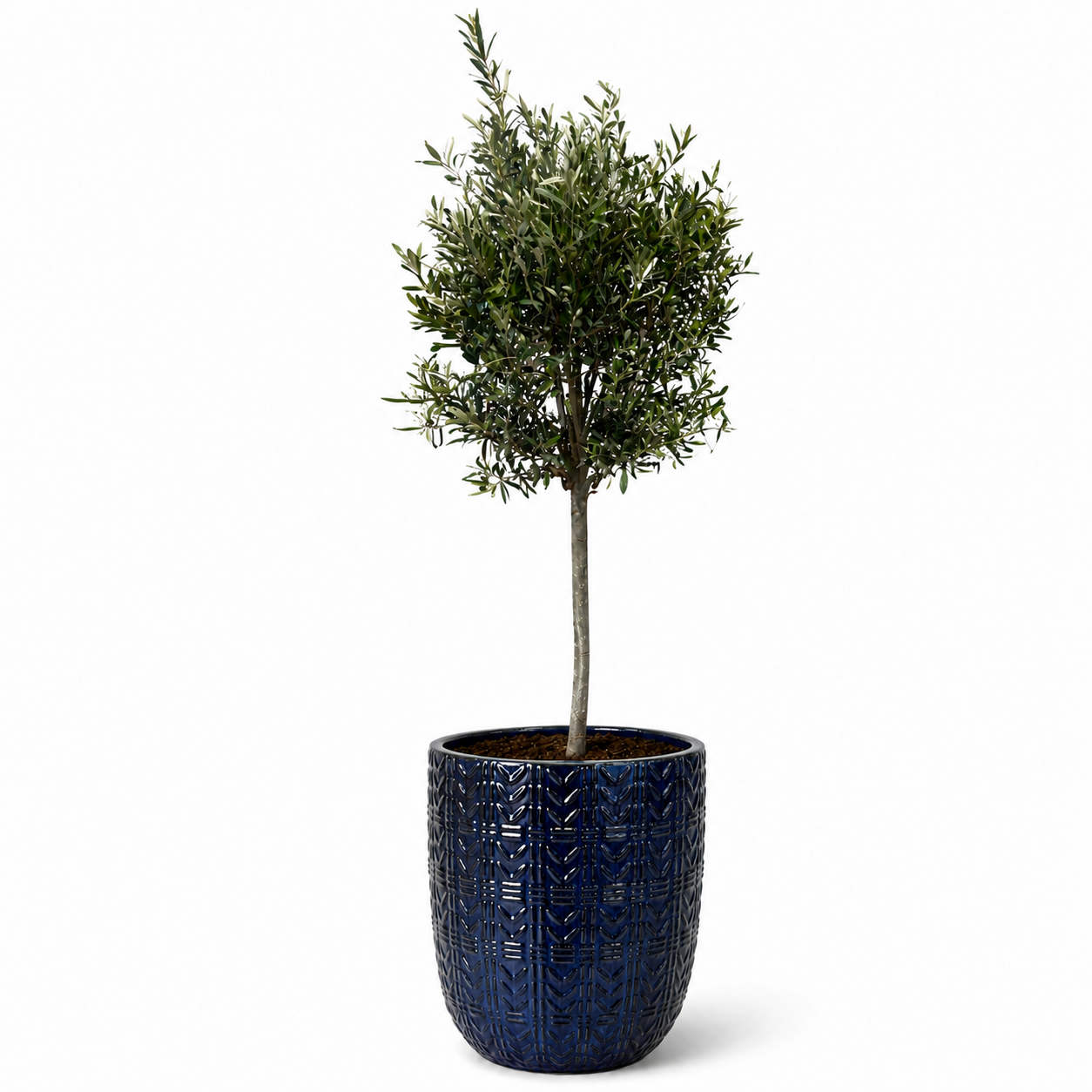 Lot olivier + pot MERCURE 51x64cm saphir, fait main en terre cuite émaillée