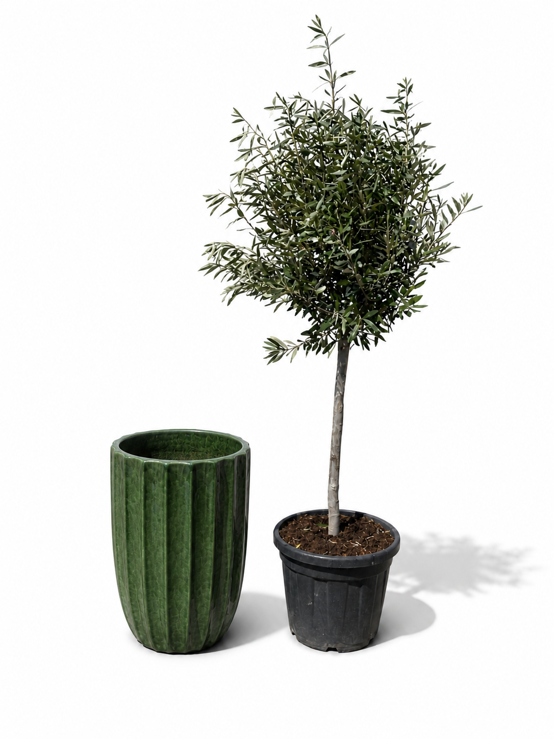 Lot olivier + pot HUGO 44x59cm vert jungle