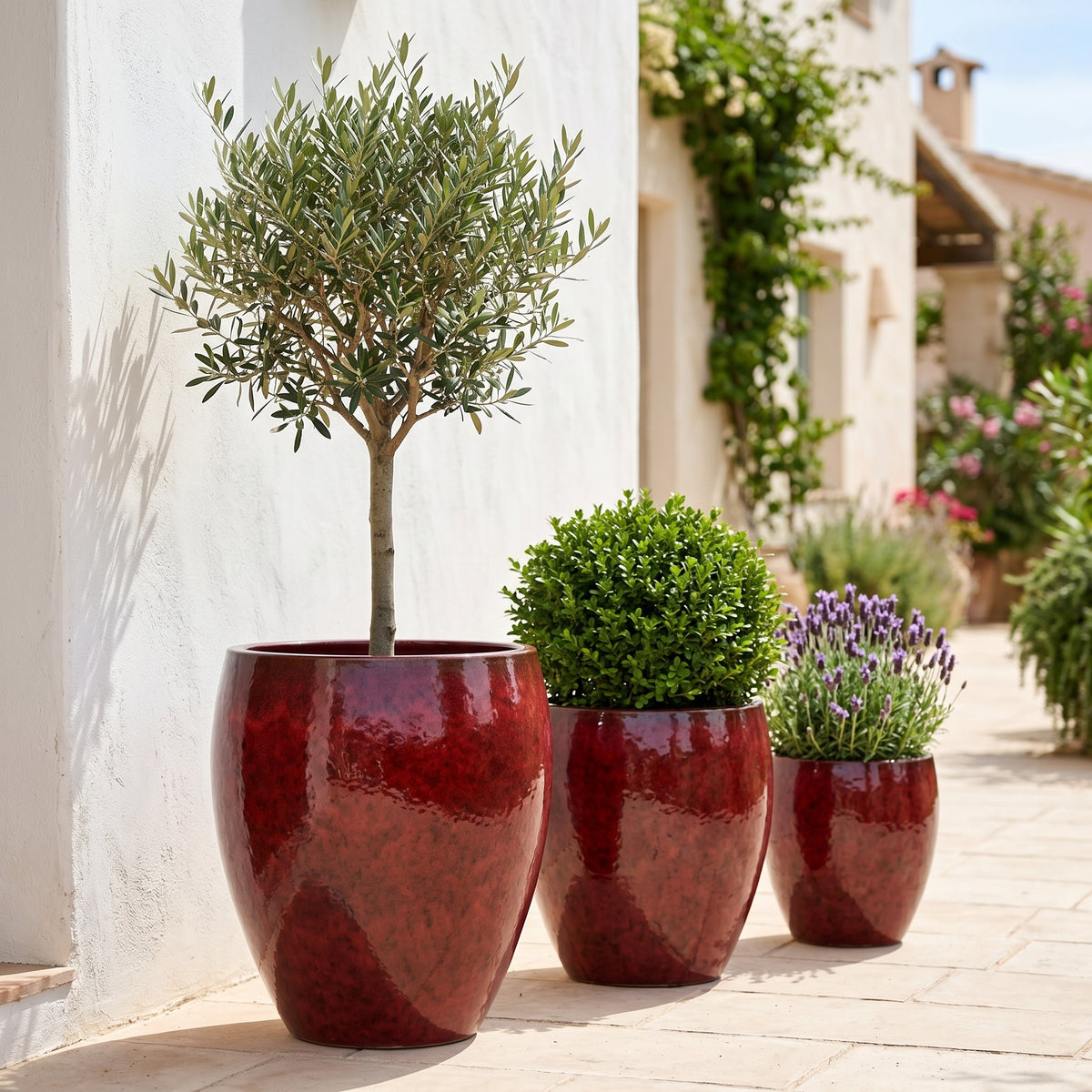 Decoratieve Tropisch rode plantenbak Poseidon2 28x31 cm van geglazuurd keramiek, drie plantenbakken met olijfboom en lavendel