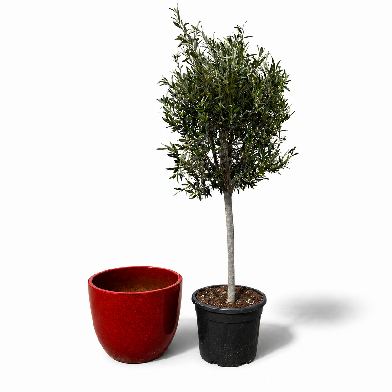 Lot olivier + pot LANCELOT 47x41cm rouge tropical