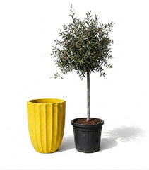 Lot olivier + pot HUGO 44x59cm jaune