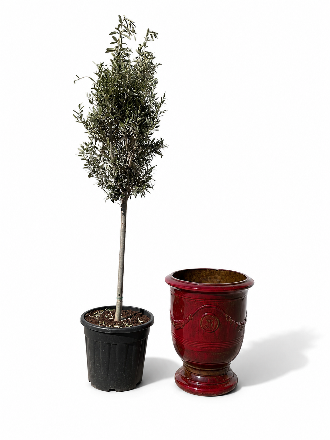 Lot olivier + pot RICHELIEU 46x56cm rouge brique, fait main en terre cuite émaillée
