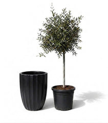 Lot olivier + pot HUGO 44x59cm noir
