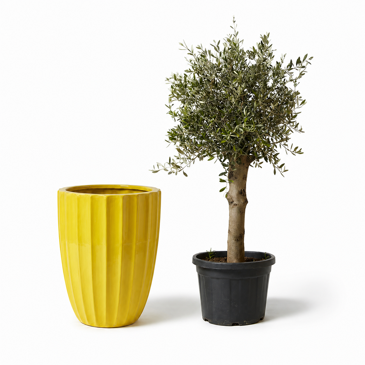 Lot olivier + pot HUGO 55x71cm jaune