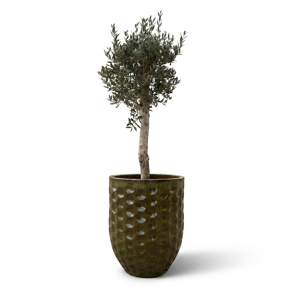 Lote olivo + maceta MEROVEE 55x65cm verde tropical