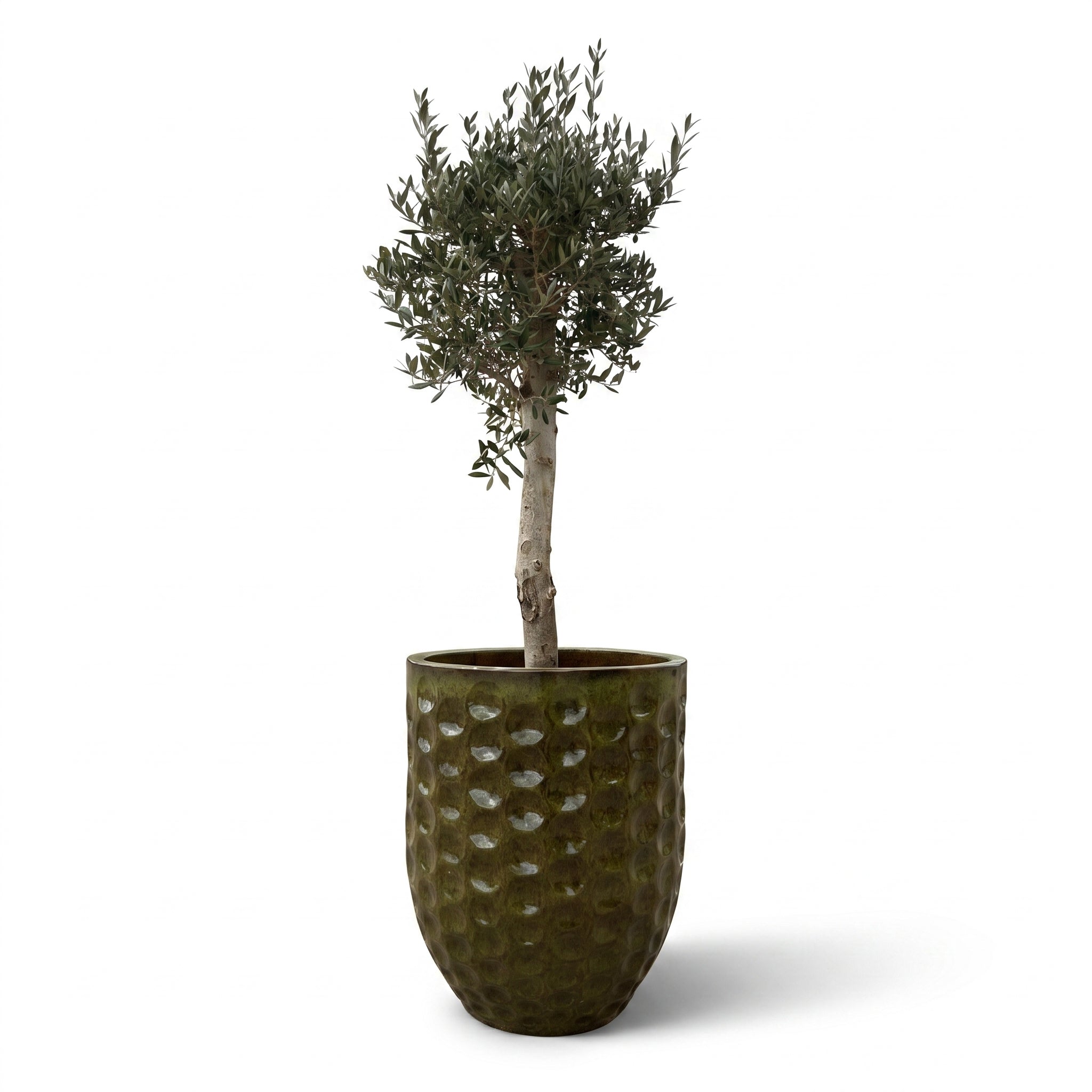 Lot olivier + pot MEROVEE 55x65cm vert tropical, fait main en terre cuite émaillée