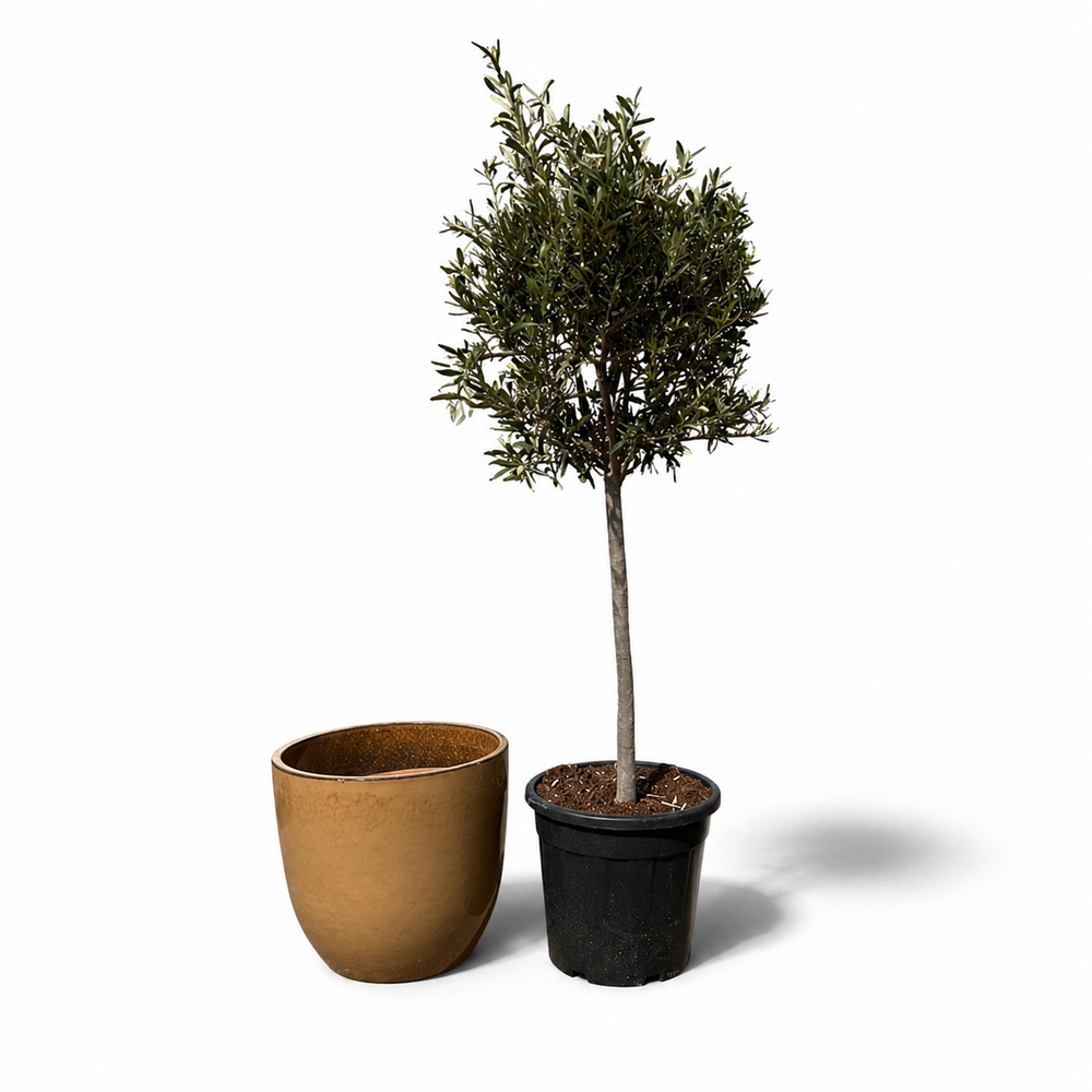 Olive tree + LANCELOT planter set 47x41cm amber honey