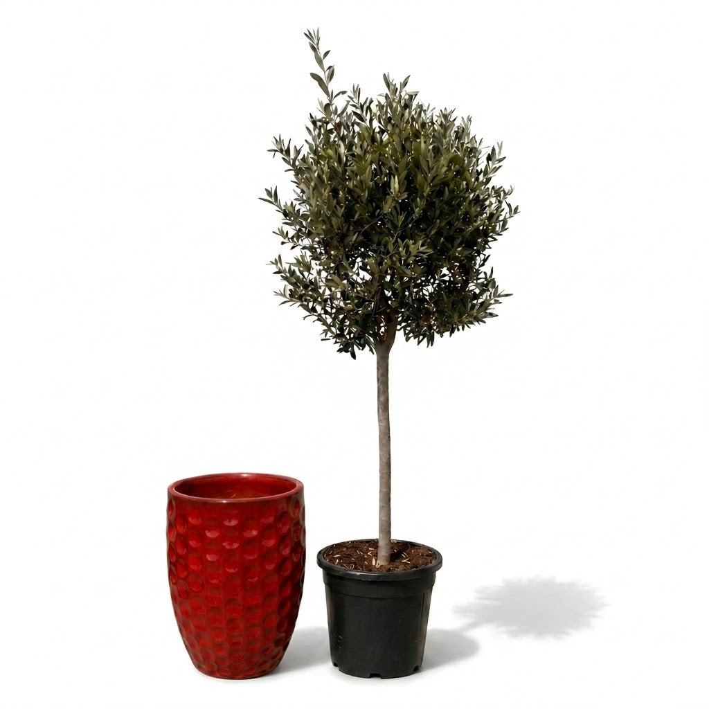 Lot olivier + pot MEROVEE 42x55cm rouge tropical