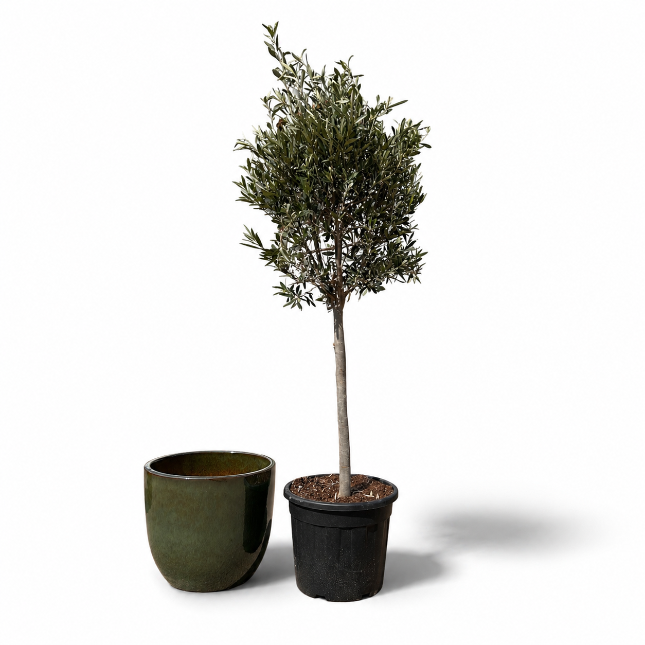 Lot olivier + pot LANCELOT 47x41cm vert tropical