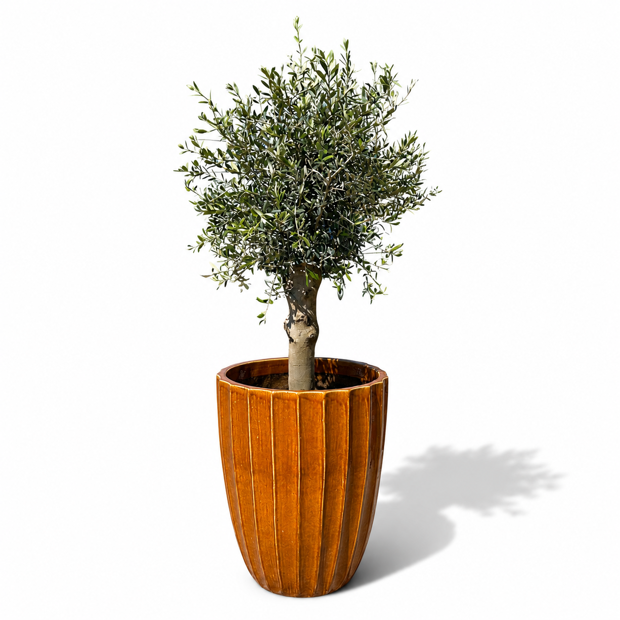 Lot olivier + pot HUGO 55x71cm miel