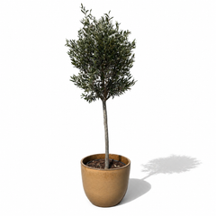 Lot olivier + pot LANCELOT 47x41cm miel ambré