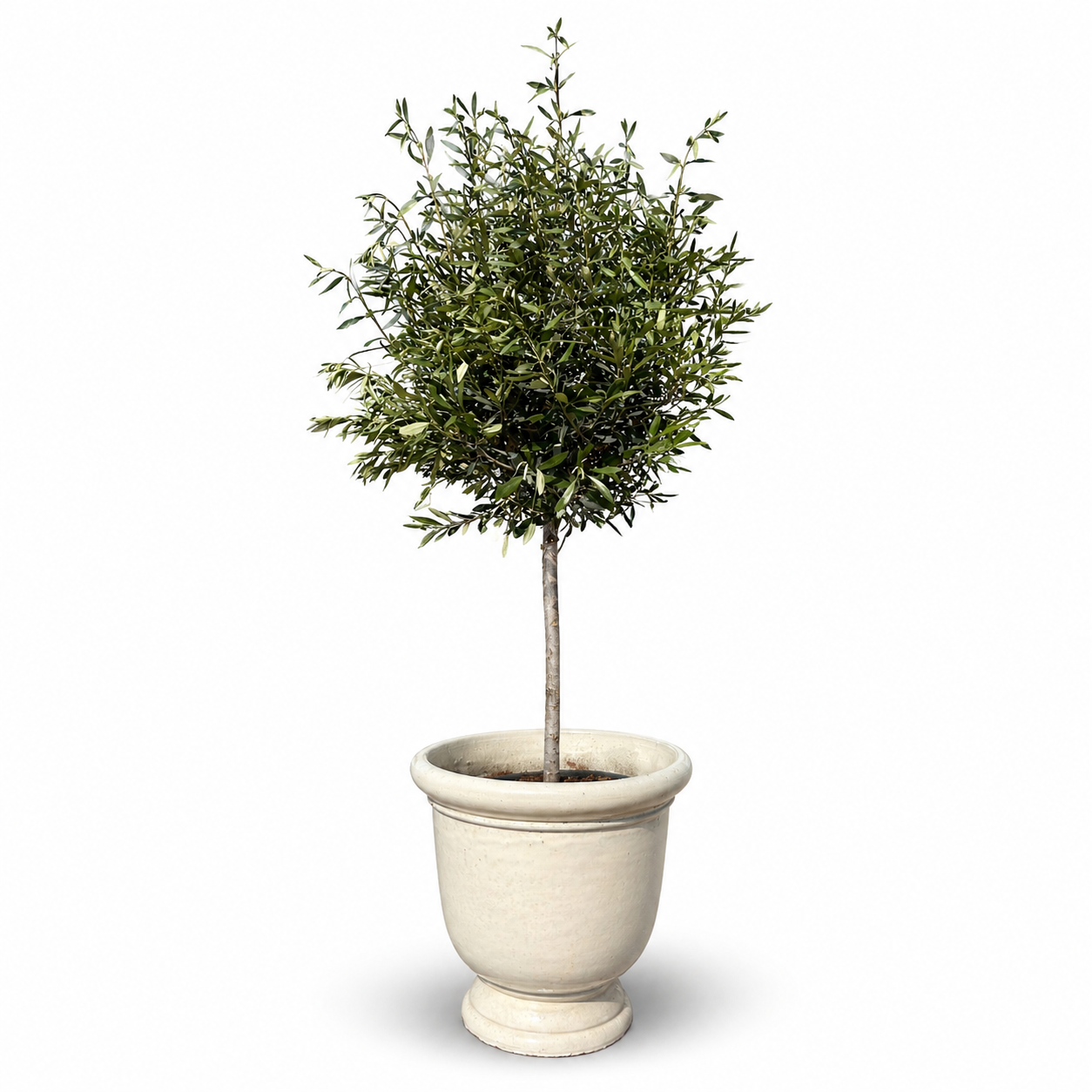 Lot olivier + pot TITAN 53x55cm crème, fait main en terre cuite émaillée
