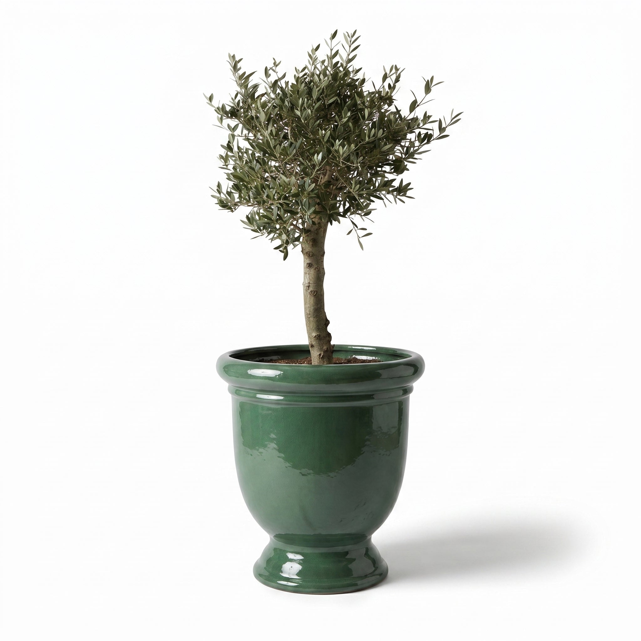 Lot olivier + pot TITAN 72x75cm jade, fait main en terre cuite émaillée