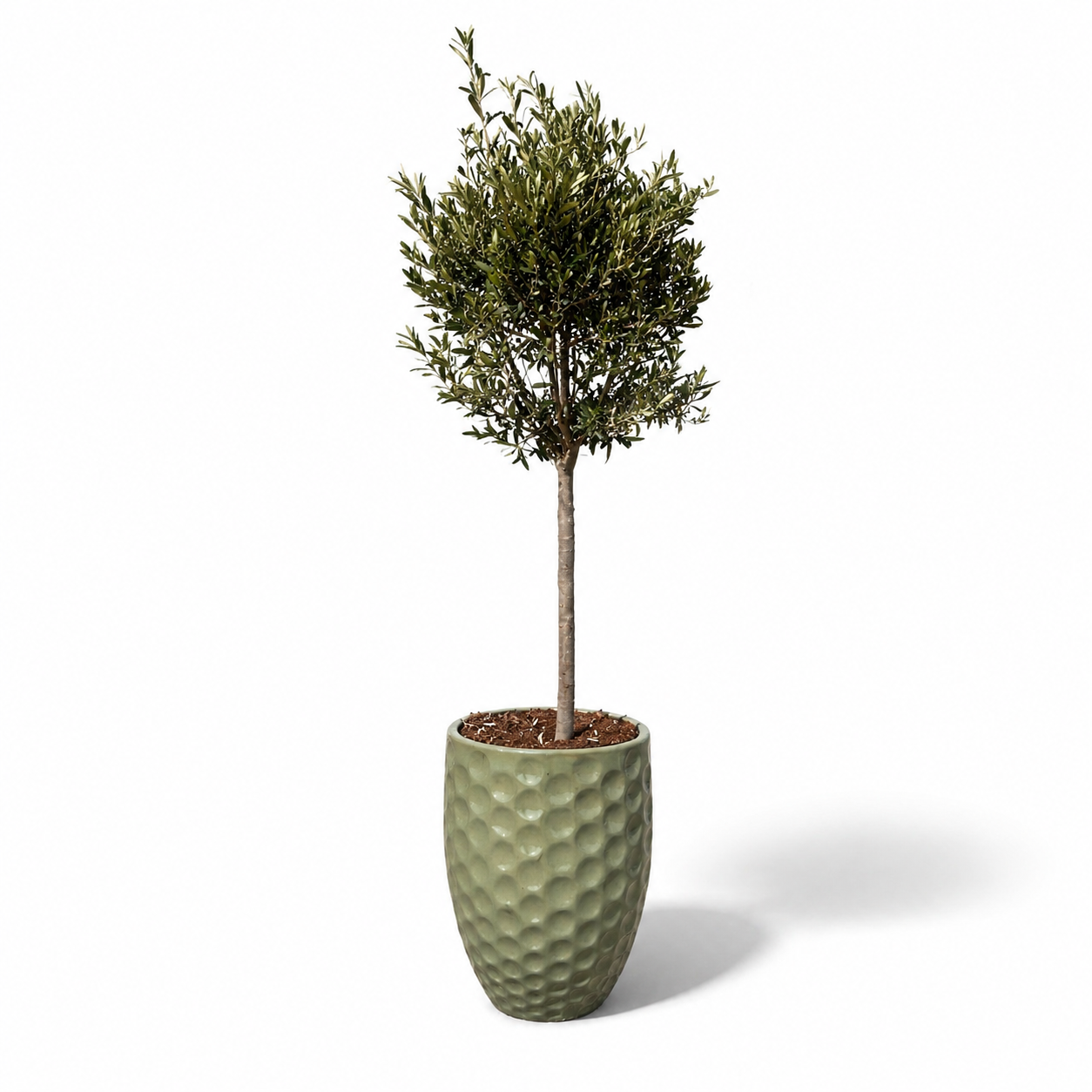 Lot olivier + pot MEROVEE 42x55cm perle de jade