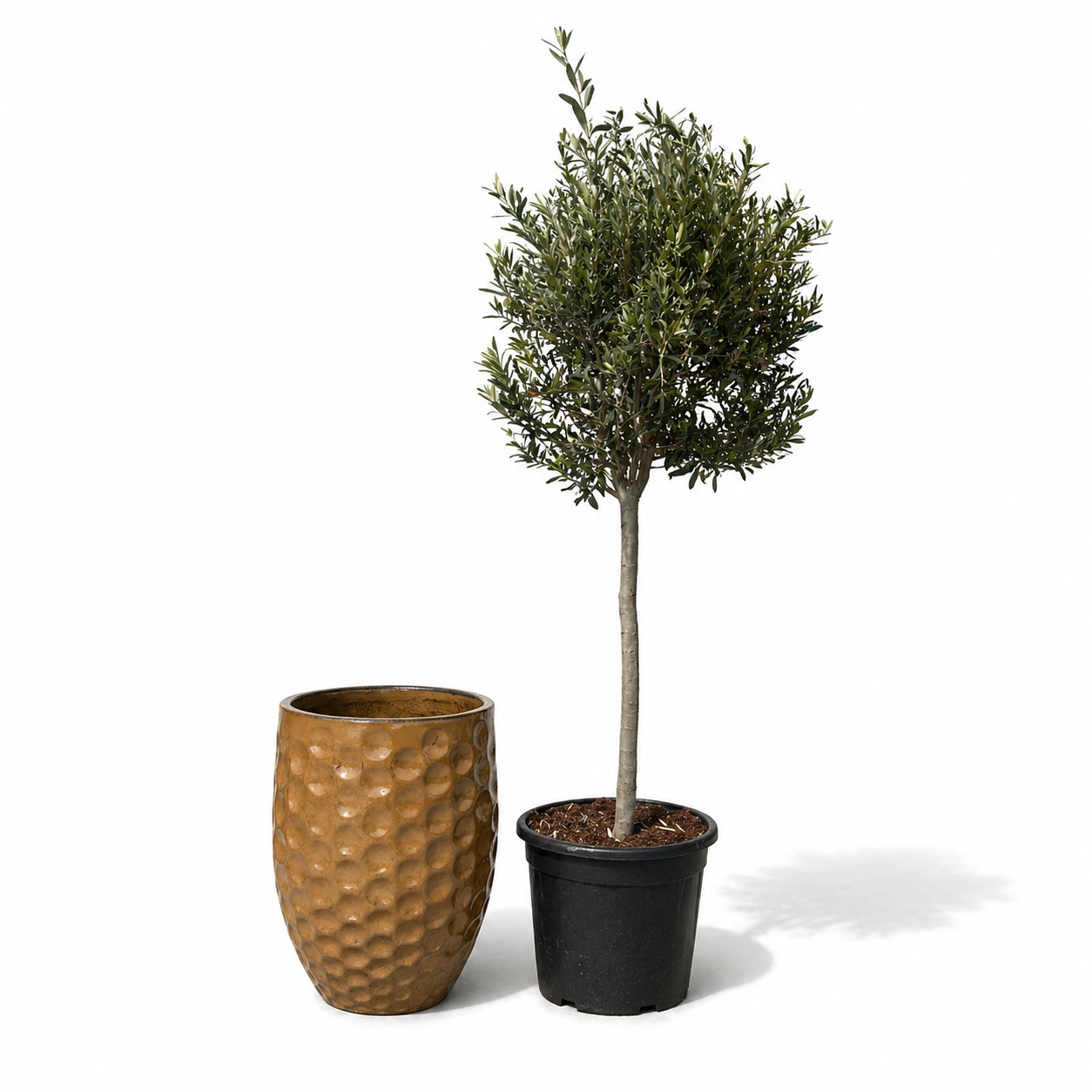 Lot olivier + pot MEROVEE 42x55cm miel ambré