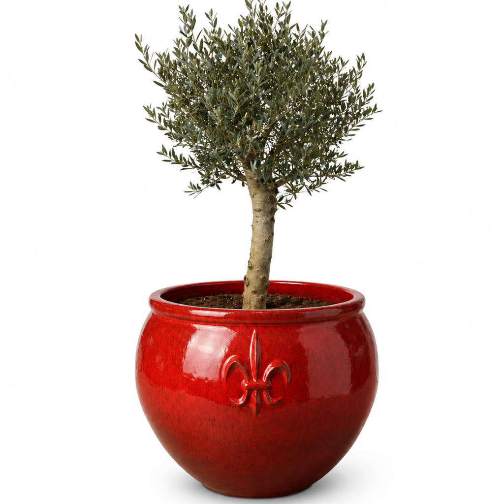 Lot olivier + pot CLOVIS 86x64cm rouge tropical, fait main en terre cuite émaillée