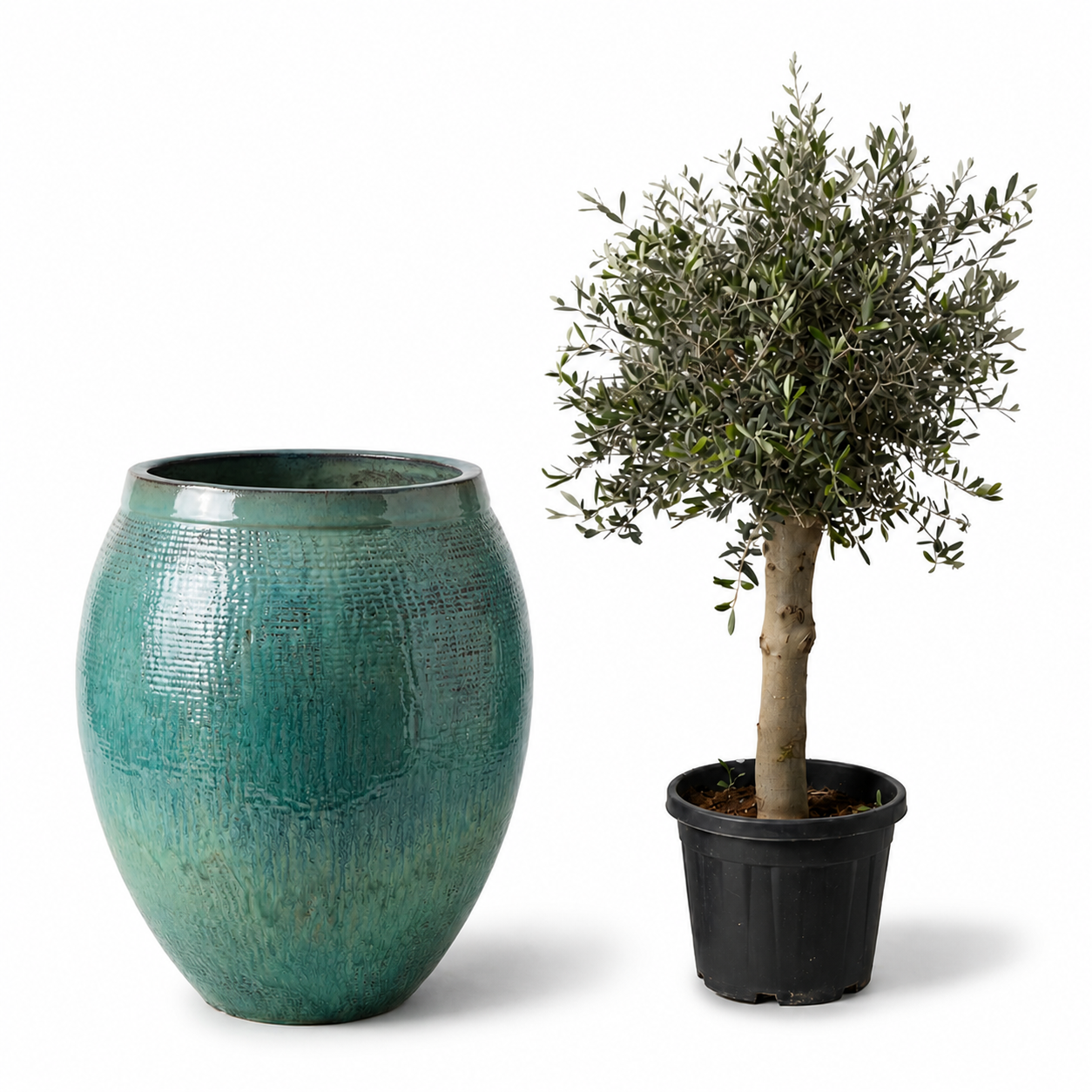 Lot olivier + pot COCOON 66x76cm bleu océan