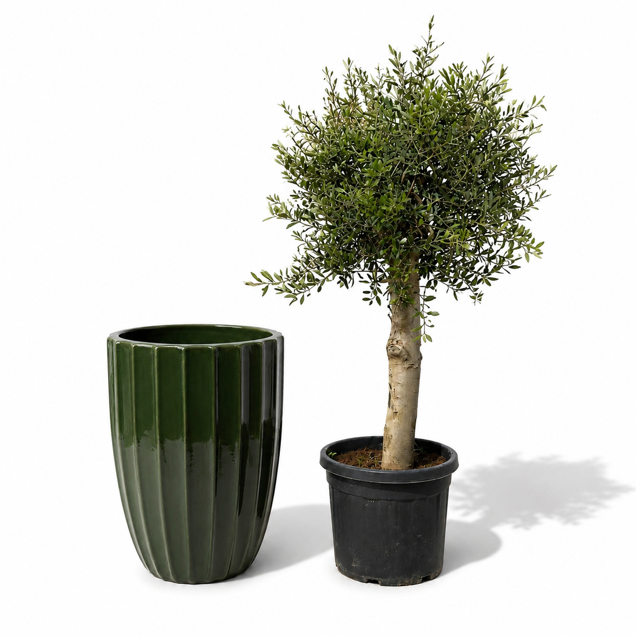Lot olivier + pot HUGO 55x71cm vert jungle