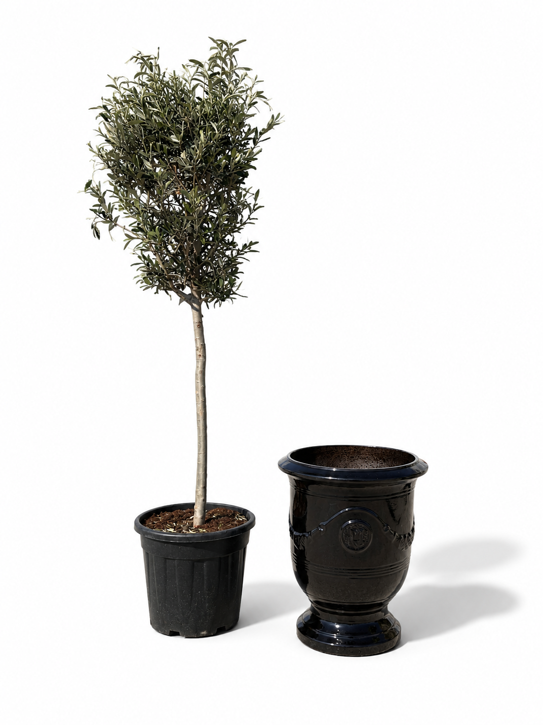 Lot olivier + pot RICHELIEU 46x56cm noir, fait main en terre cuite émaillée