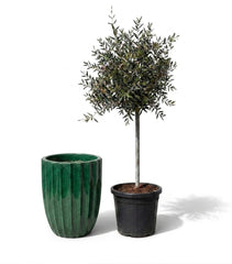 Lot olivier + pot HUGO 44x59cm vert jungle