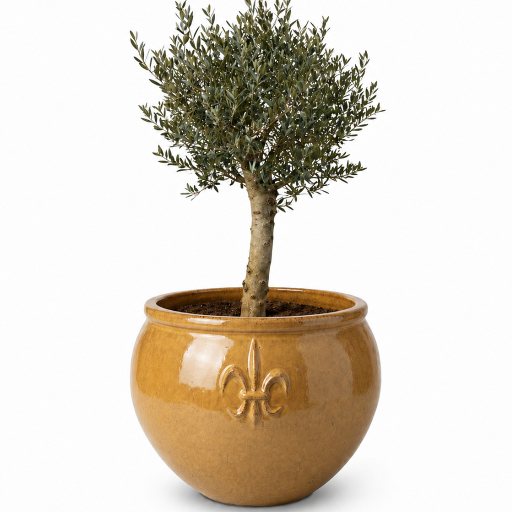 Lot olivier + pot CLOVIS 86x64cm miel ambré, fait main en terre cuite émaillée