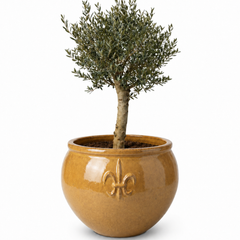 Lot olivier + pot CLOVIS 86x64cm miel ambré, fait main en terre cuite émaillée
