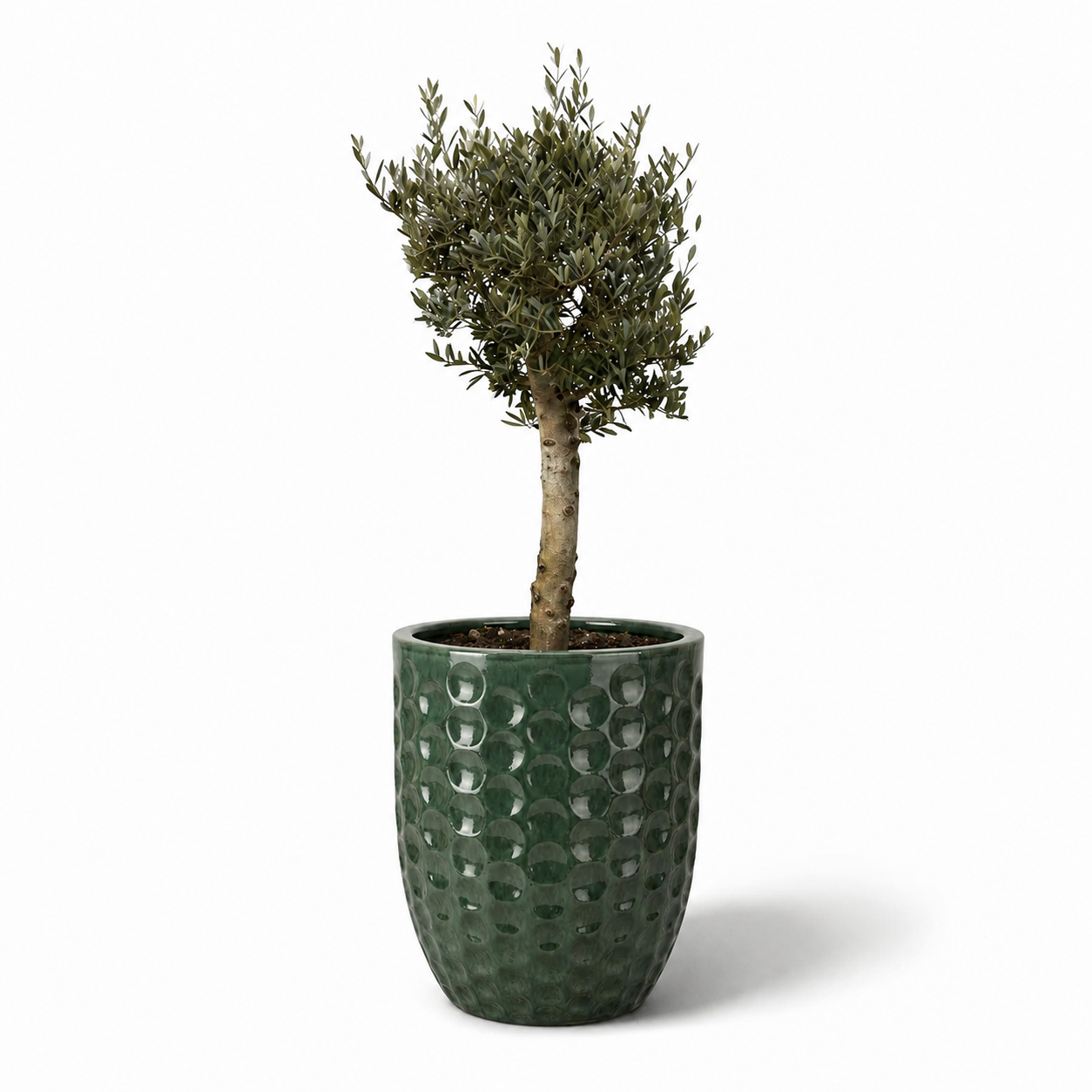 Lot olivier + pot MEROVEE 55x65cm jade, fait main en terre cuite émaillée
