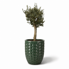 Lot olivier + pot MEROVEE 55x65cm jade, fait main en terre cuite émaillée