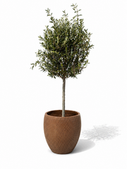 Lot olivier + pot SIGNAC 48x52cm bronze sablé, fait main en terre cuite émaillée