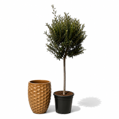 Lot olivier + pot MEROVEE 42x55cm miel ambré