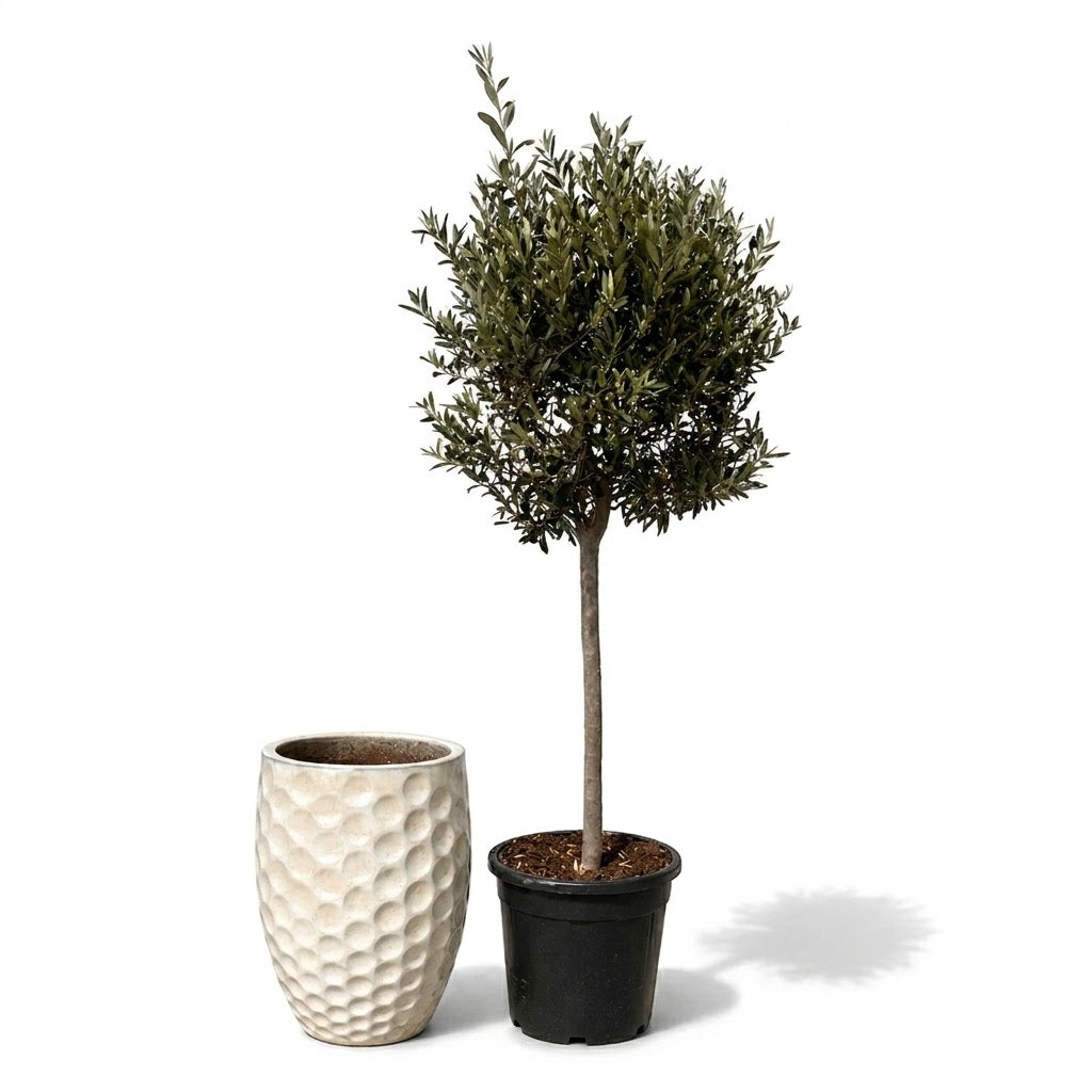Lot olivier + pot MEROVEE 42x55cm crème