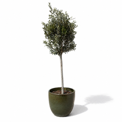 Lot olivier + pot LANCELOT 47x41cm vert tropical