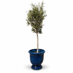 Lot olivier + pot TITAN 53x55cm bleu caraïbes, fait main en terre cuite émaillée