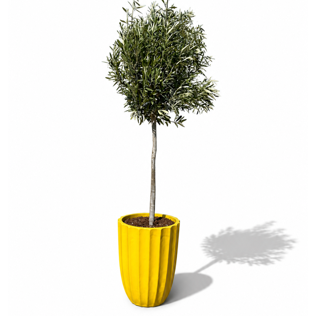Lot olivier + pot HUGO 44x59cm jaune