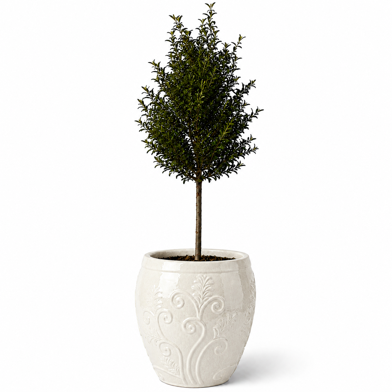 Lot olivier + pot GAIA 52x58cm crème