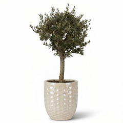 Lot olivier + pot MEROVEE 55x65cm perle