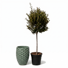 Lot olivier + pot MEROVEE 42x55cm jade