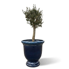 Lot olivier + pot TITAN 72x75cm bleu caraibes, pot de grande taille d'extérieur fait main en terre cuite émaillée, résistant au gel