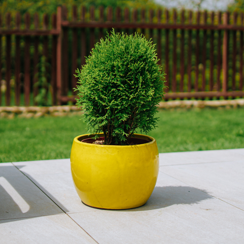 ROMULUS Pot 31x23cm yellow