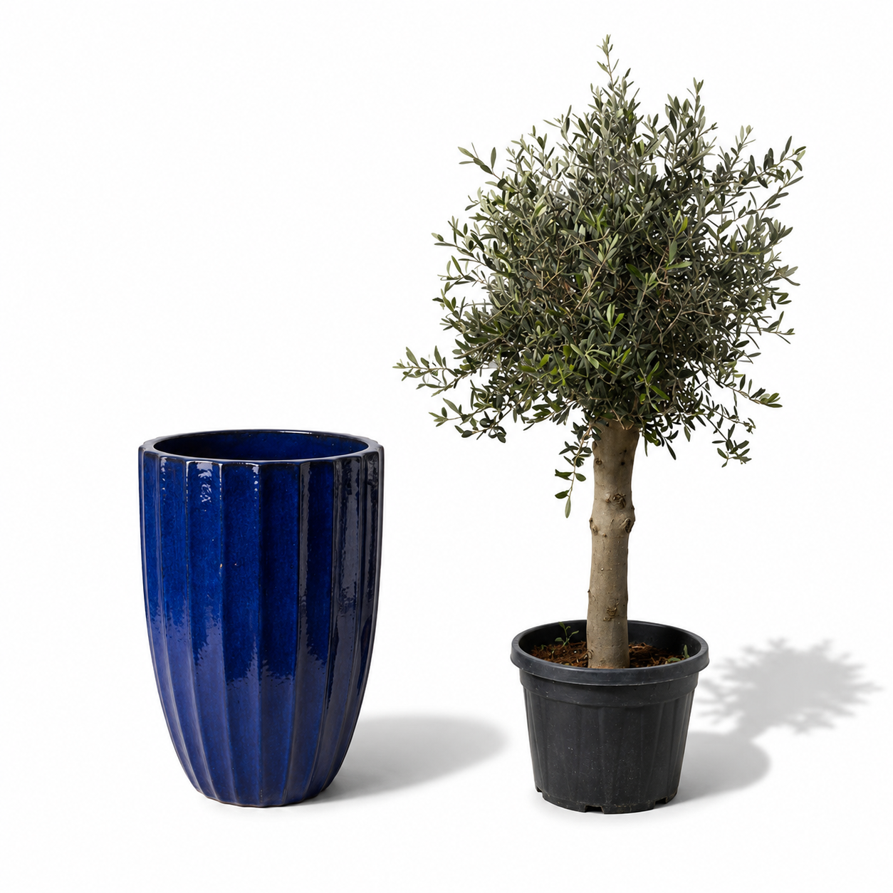 Lot olivier + pot HUGO 55x71cm bleu cobalt